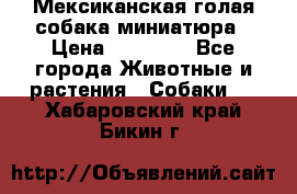 Мексиканская голая собака миниатюра › Цена ­ 53 000 - Все города Животные и растения » Собаки   . Хабаровский край,Бикин г.